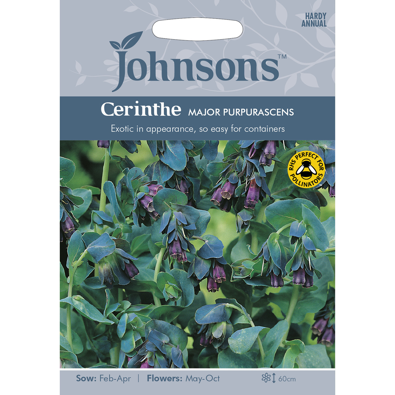 Pack of Cerinthe Major Purpurascens Seeds Image 1