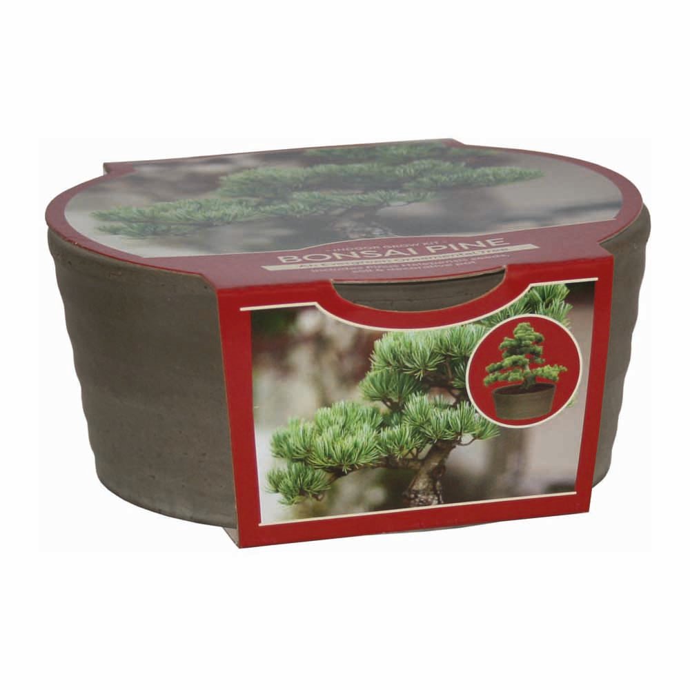 Wilko Basalt Bonsai Planter Pine Wilko