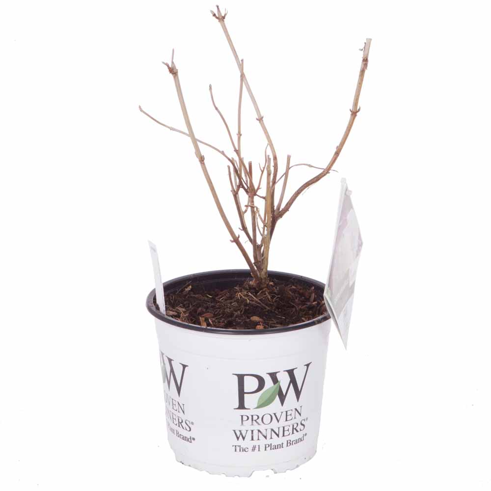 YouGarden Hydrangea Incrediball 3L Pot Image 4