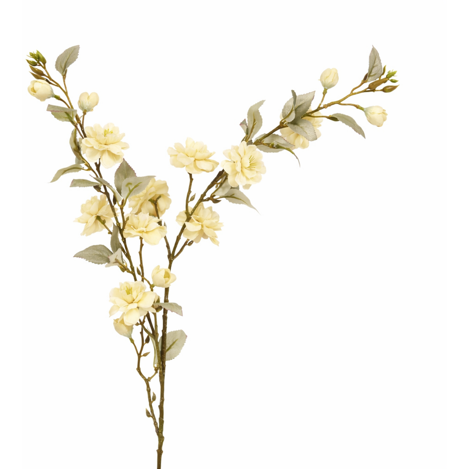 Camellia Stem Image 6