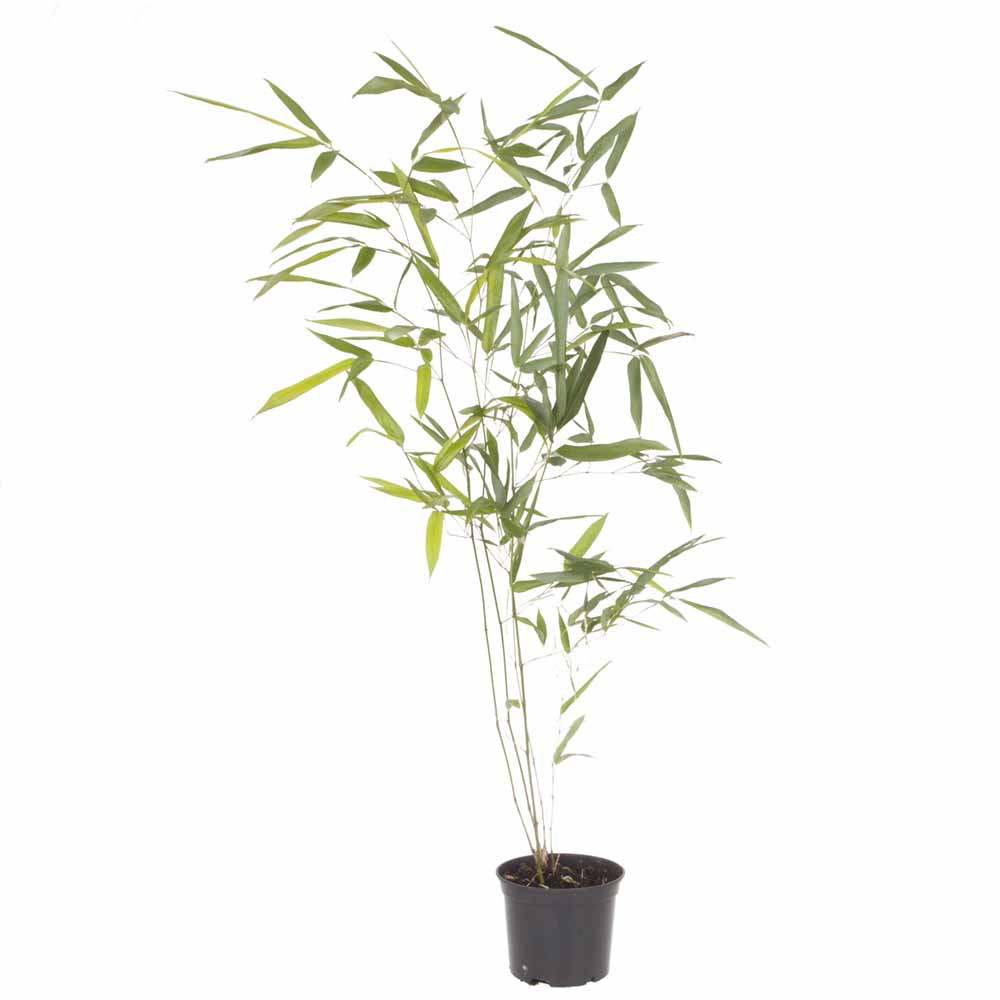 wilko Green Bamboo Plant 2L Pot Image 5