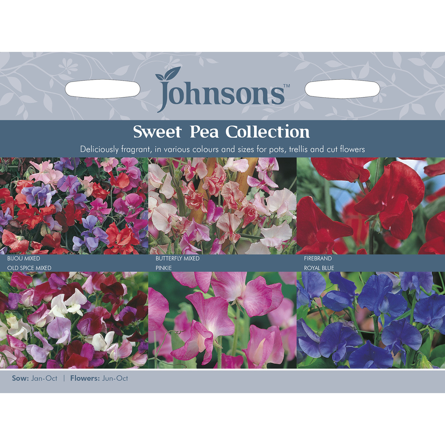 Collection of Sweet Pea Flower Seeds Image 1