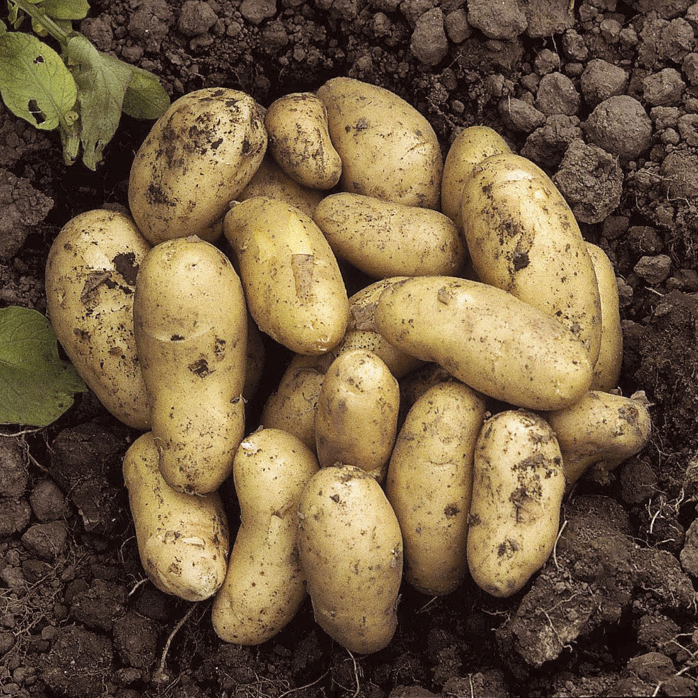 wilko Charlotte Seed Potato Tubers for Salad 2.5kg Image 1
