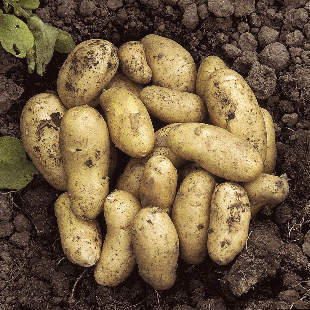 YouGarden Charlotte Seed Potato Tubers for Salad 2.5kg Image 1
