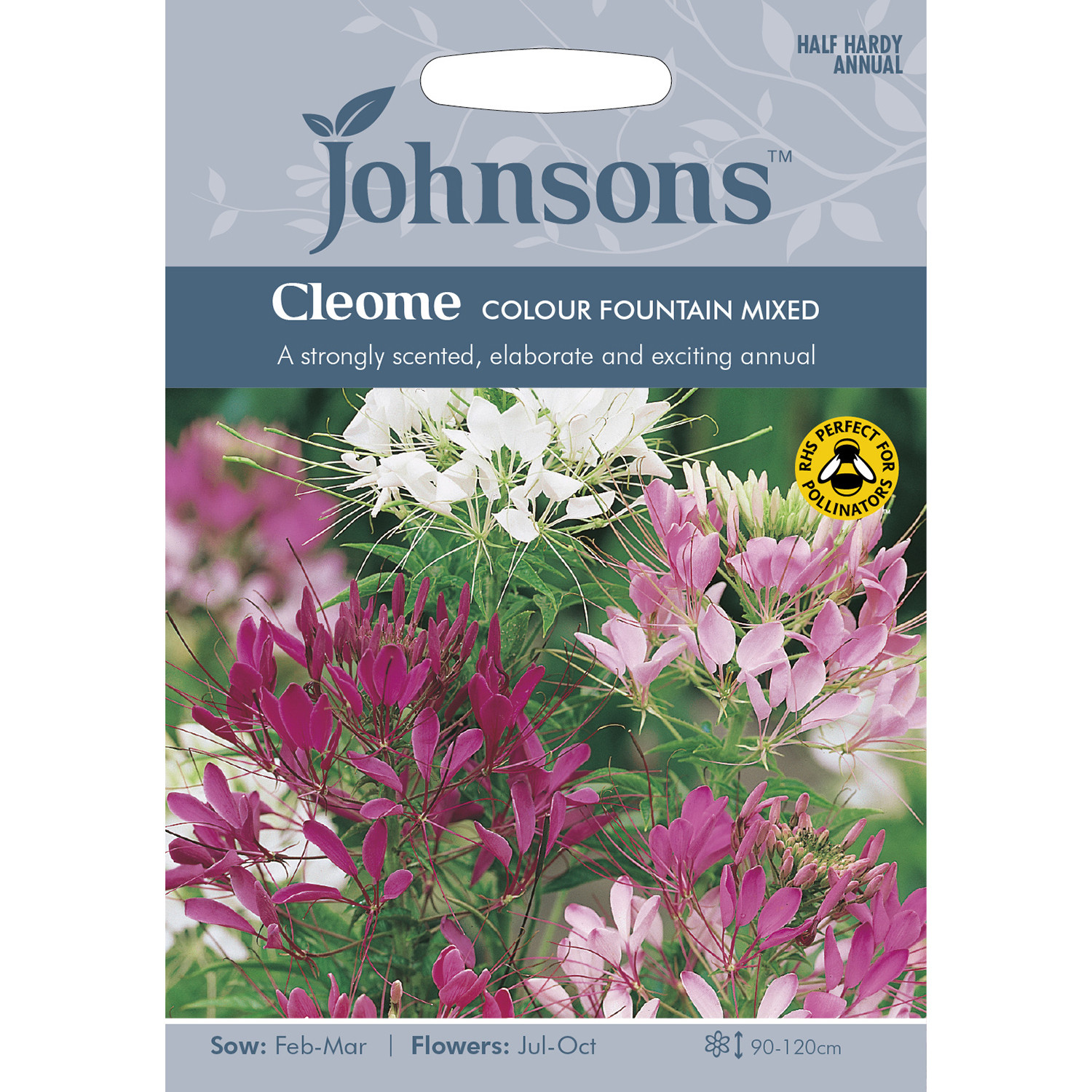 Johnsons Cleome Colour Fountain Mixed Flower Seeds Image 2