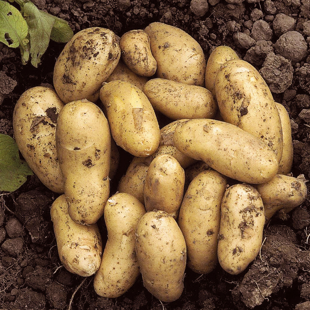 wilko Charlotte Seed Potato Tubers 6 Pack Image 1