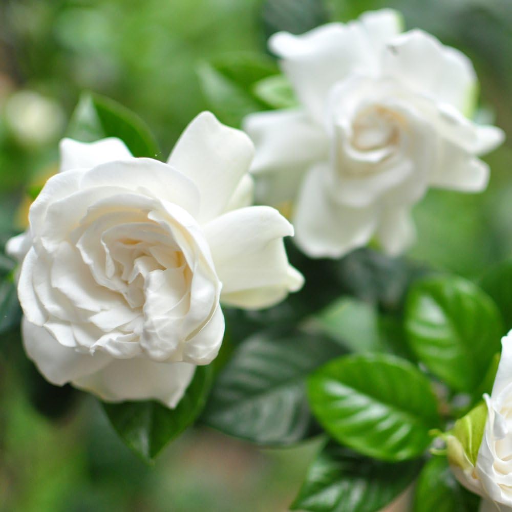 Thompson & Morgan Gardenia Jasminoides Potted Plant Image 1