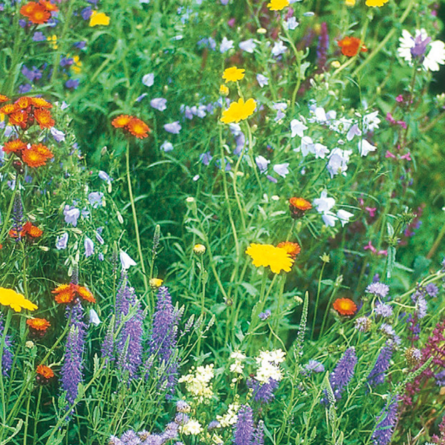 Johnsons Wildflowers Mixed Flower Seeds Image 1