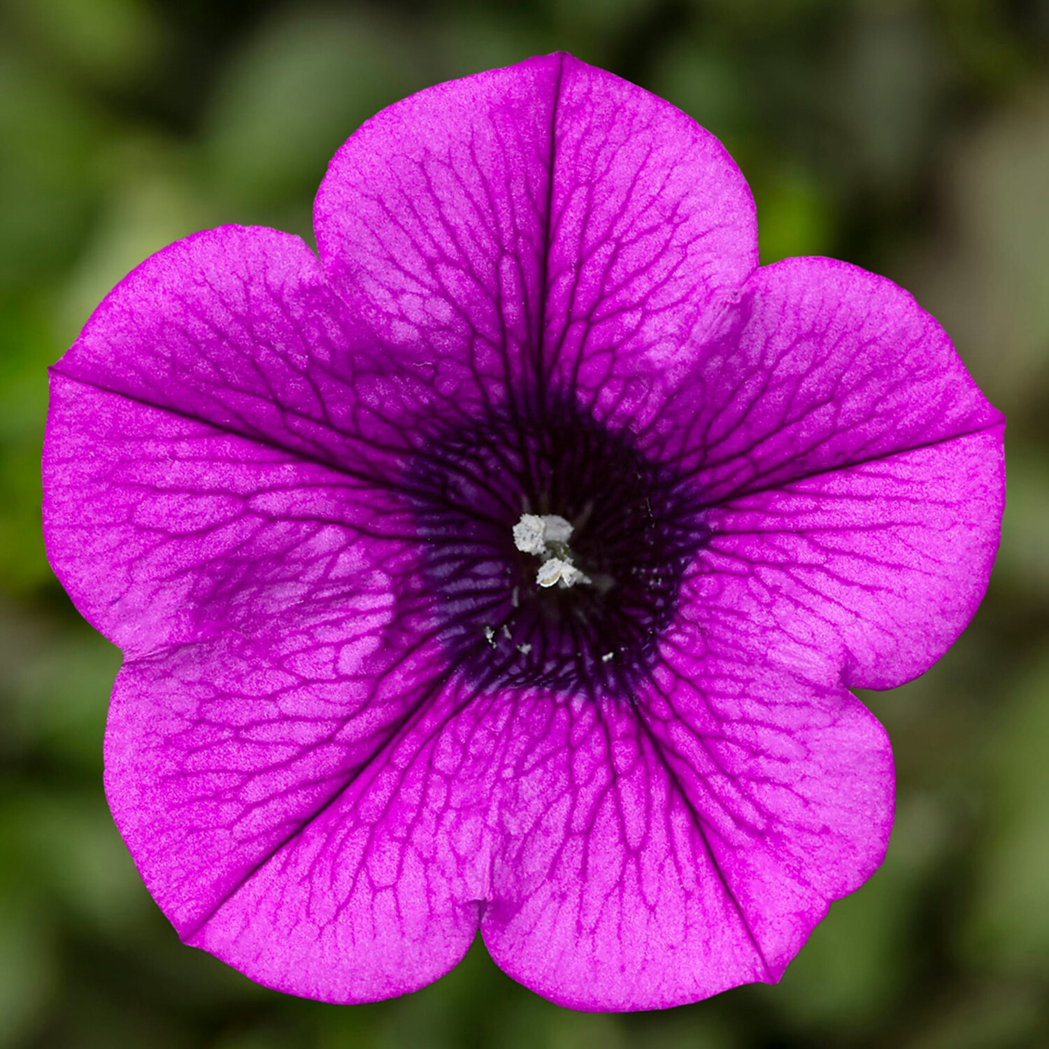 Petunia Seasonal Bedding - Dekko Midi Image