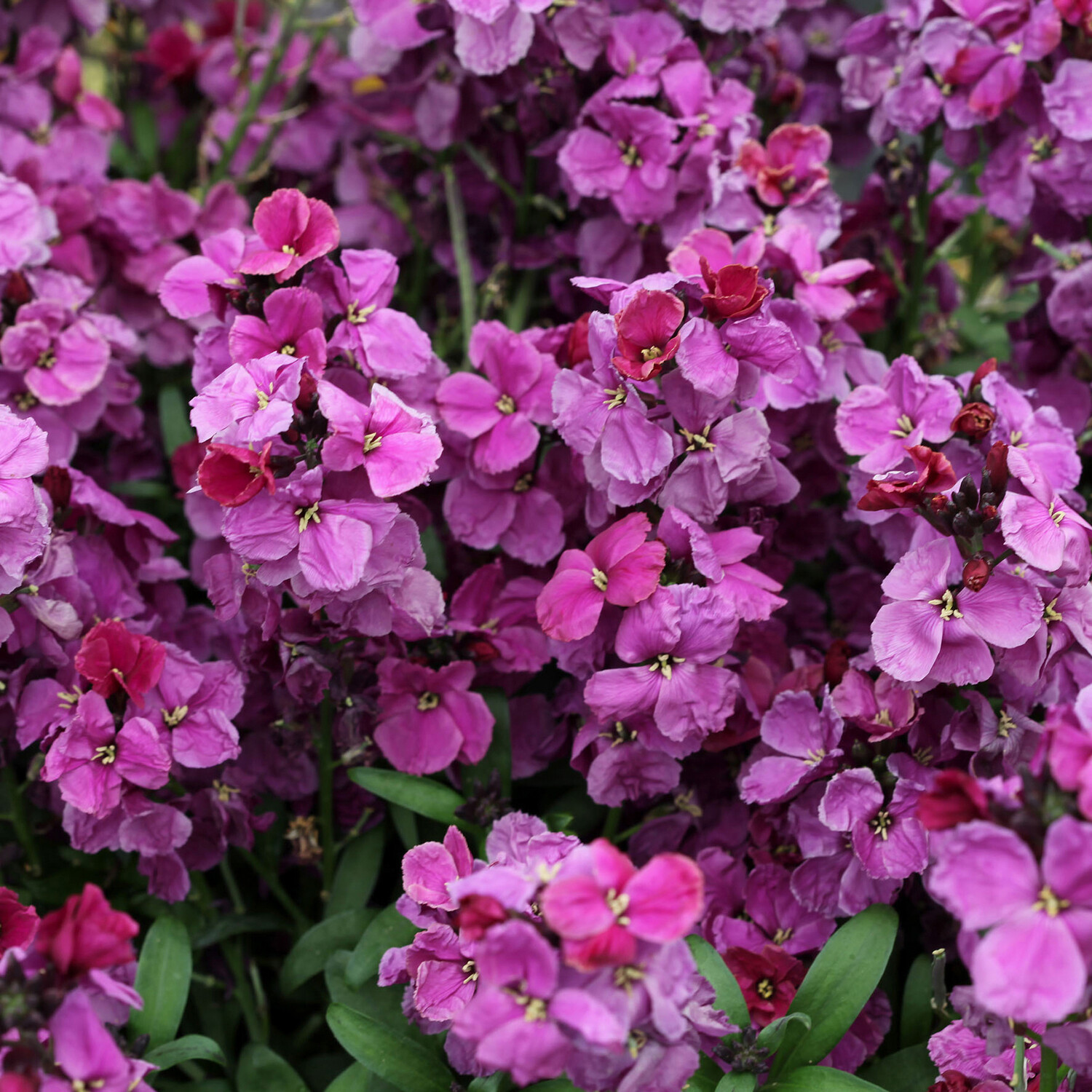 Purple Bi Colour Wallflower Plant Purple Image