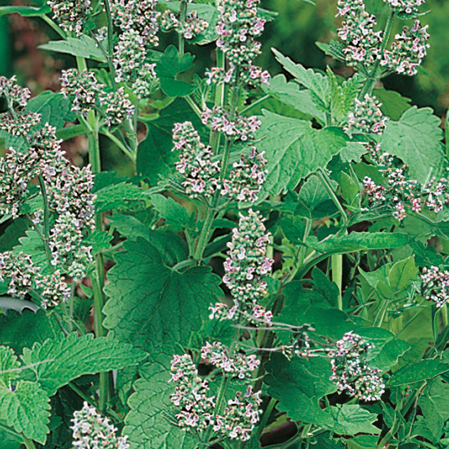 Johnsons Catnip Catmint Flower Seeds Image 1