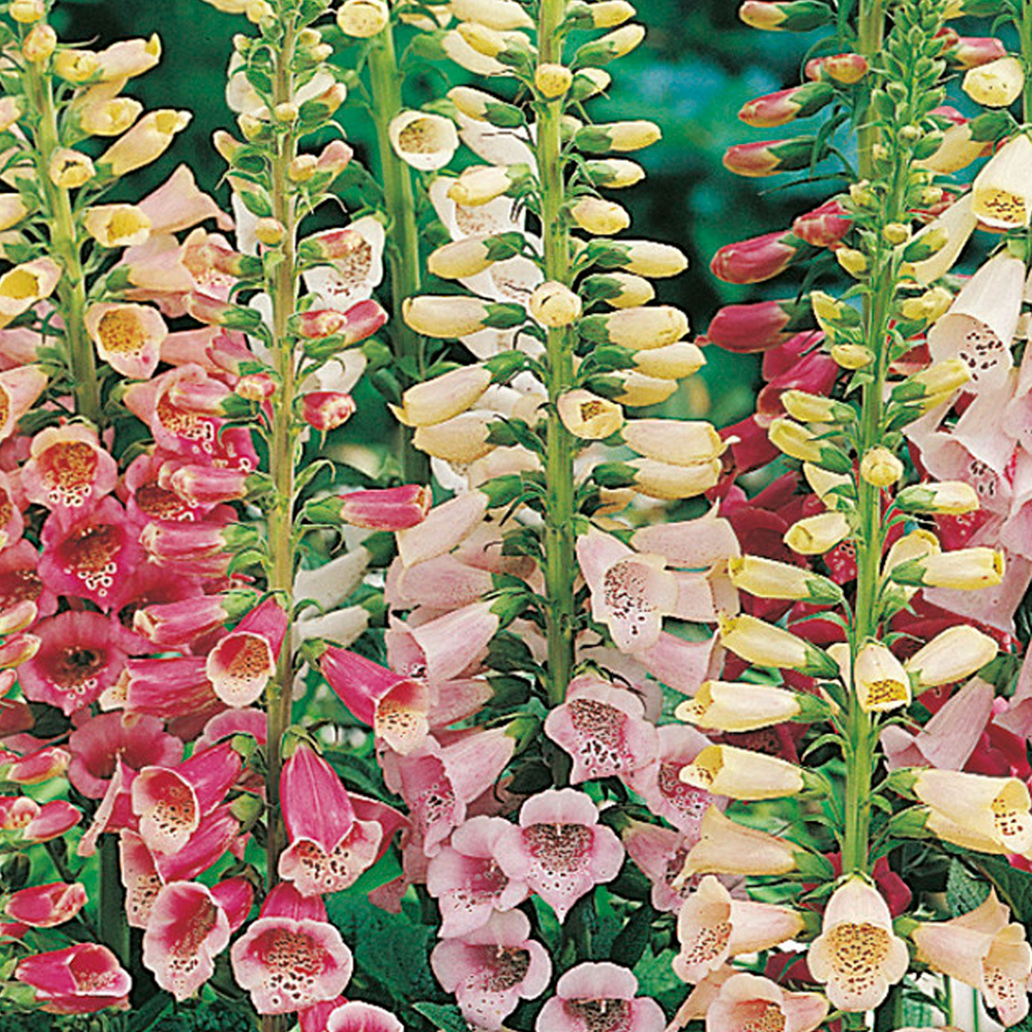 Johnsons Foxglove Excelsior Mixed Flower Seeds Image 1