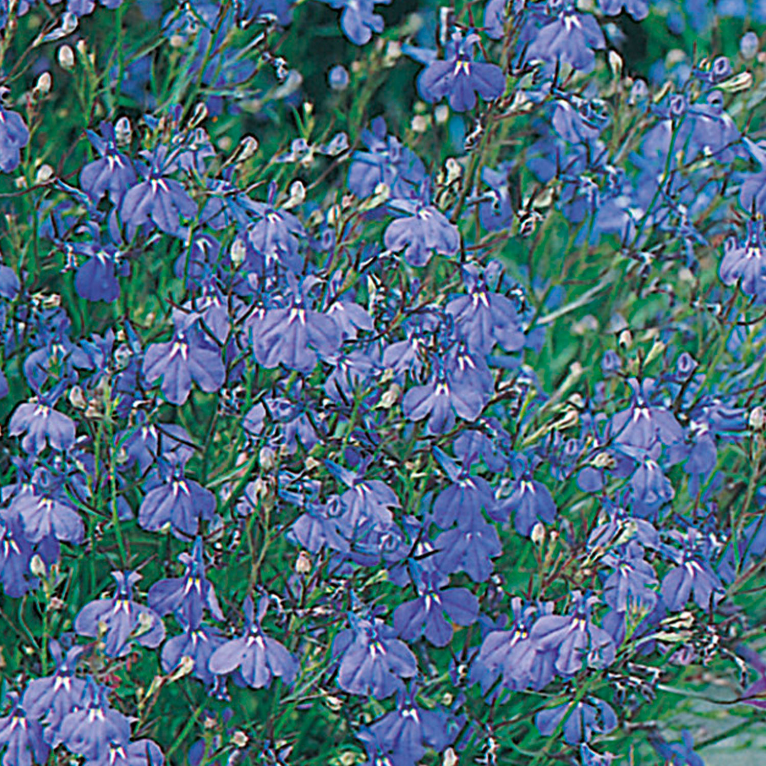 Johnsons Trailing Lobelia Sapphire Flower Seeds Image 1