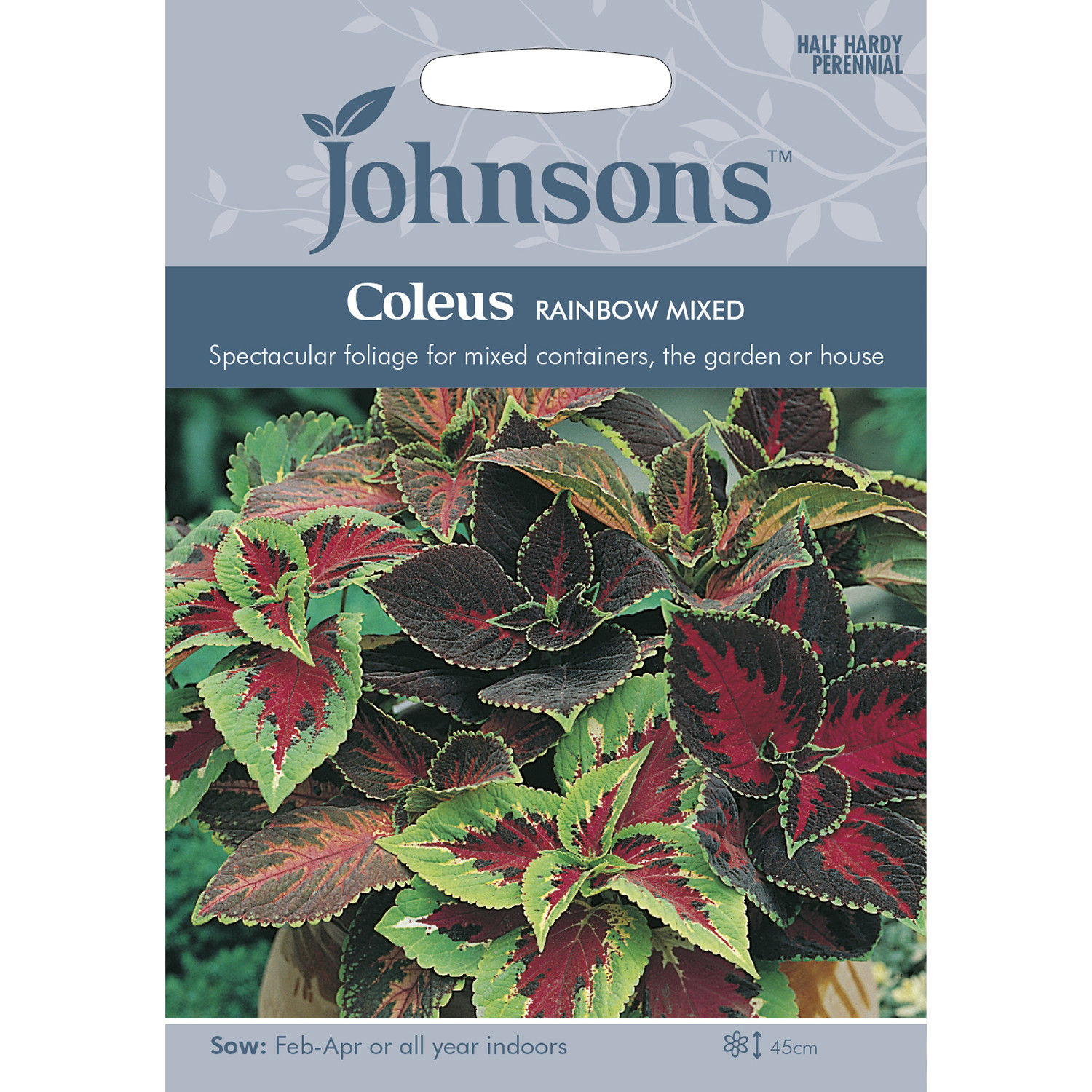 Johnsons Rainbow Mixed Coleus Seeds Image 2