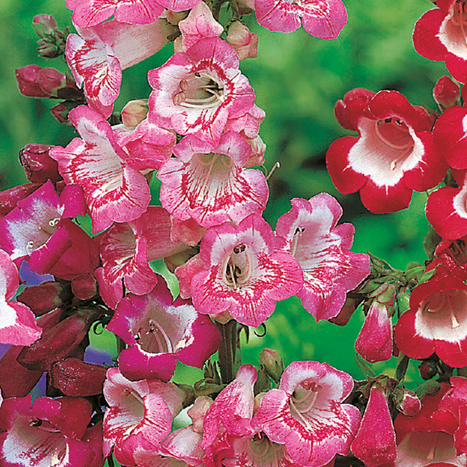 Johnsons Penstemon Sensation Mixed Flower Seeds Image 1
