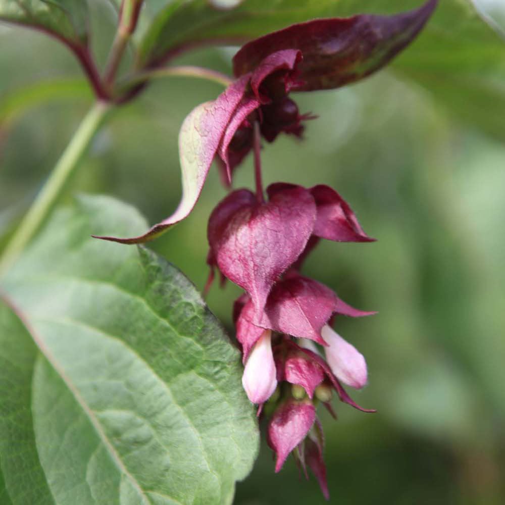 Thompson and Morgan Leycesteria Formosa Purple Rain Plant Pot 3.6L Image 1