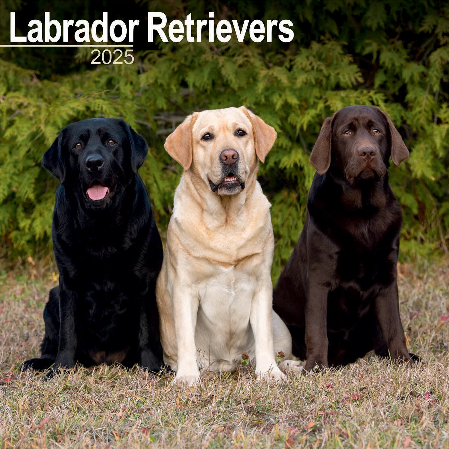 2025 Dog Wall Calendar - Labrador Retrievers Image