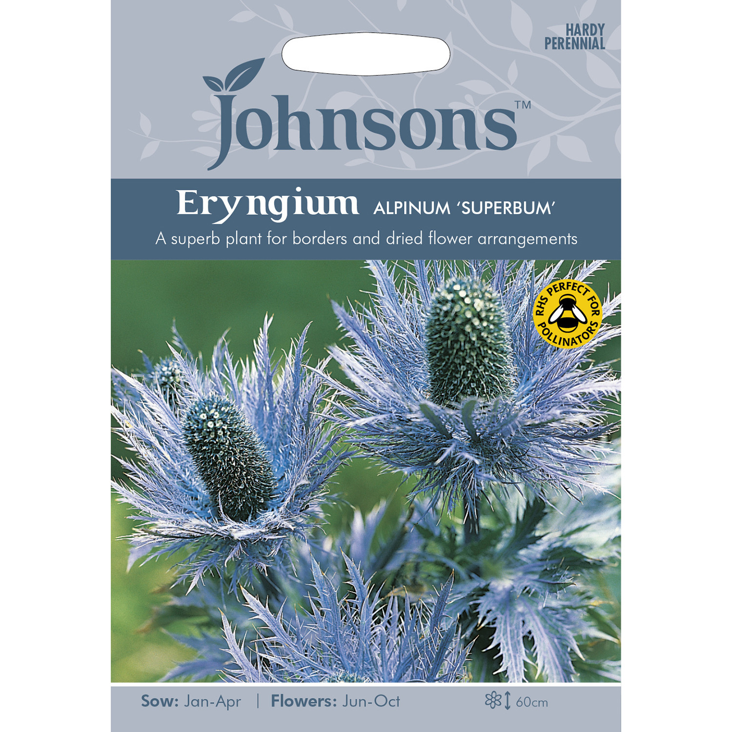 Johnsons Eryngium Alpinum Superbum Flower Seeds Image 2