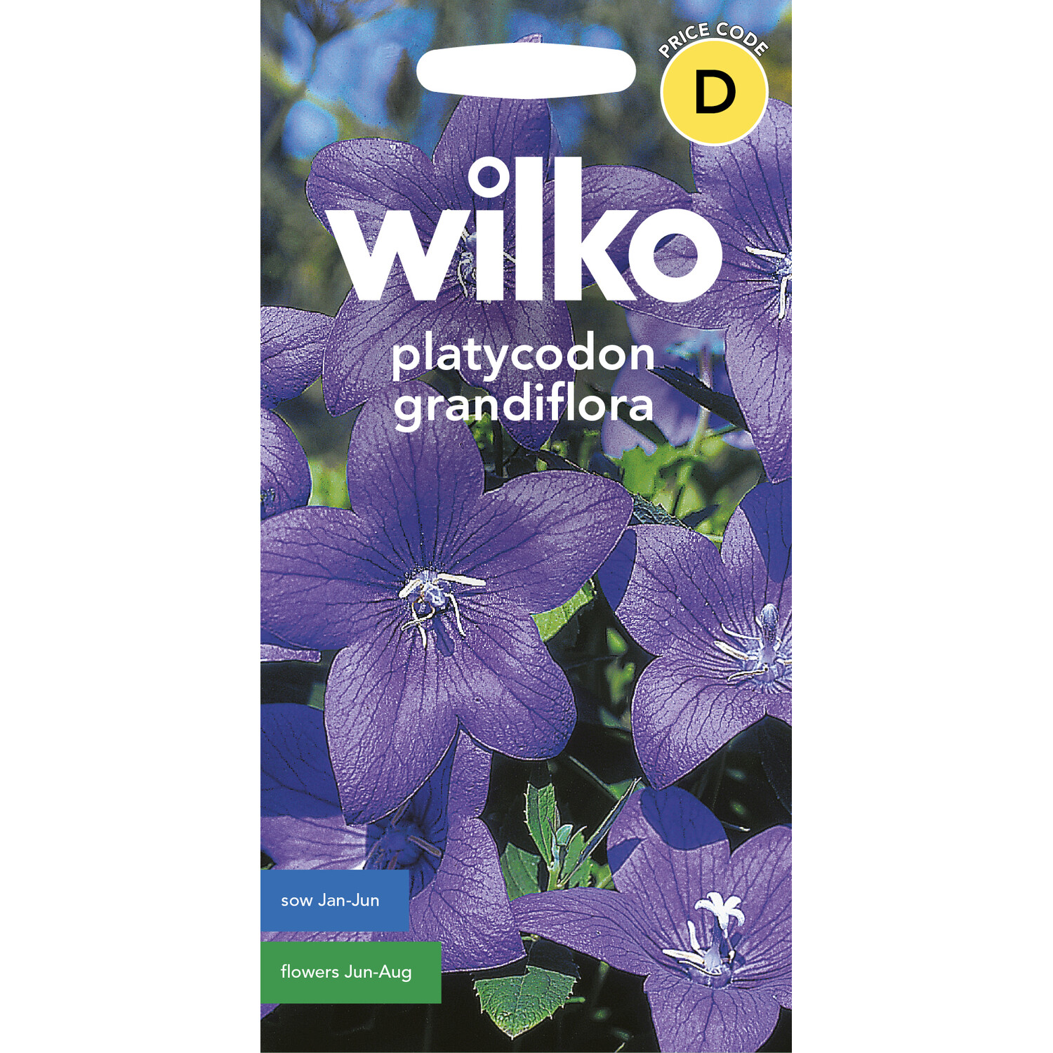 Platycodon Grandiflora Seeds Purple Image 1