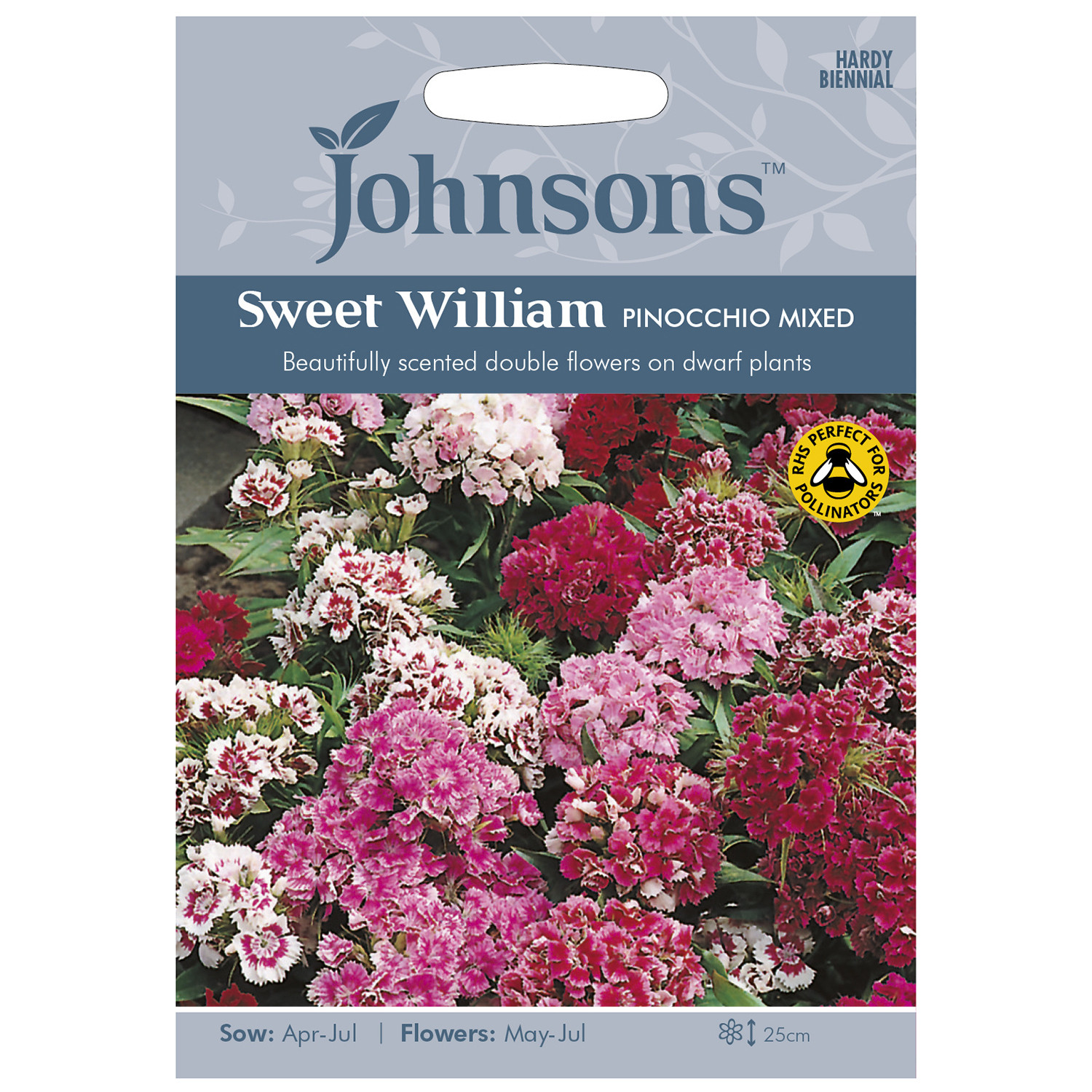 Pack of Pinocchio Mixed Sweet William Flower Seeds Image