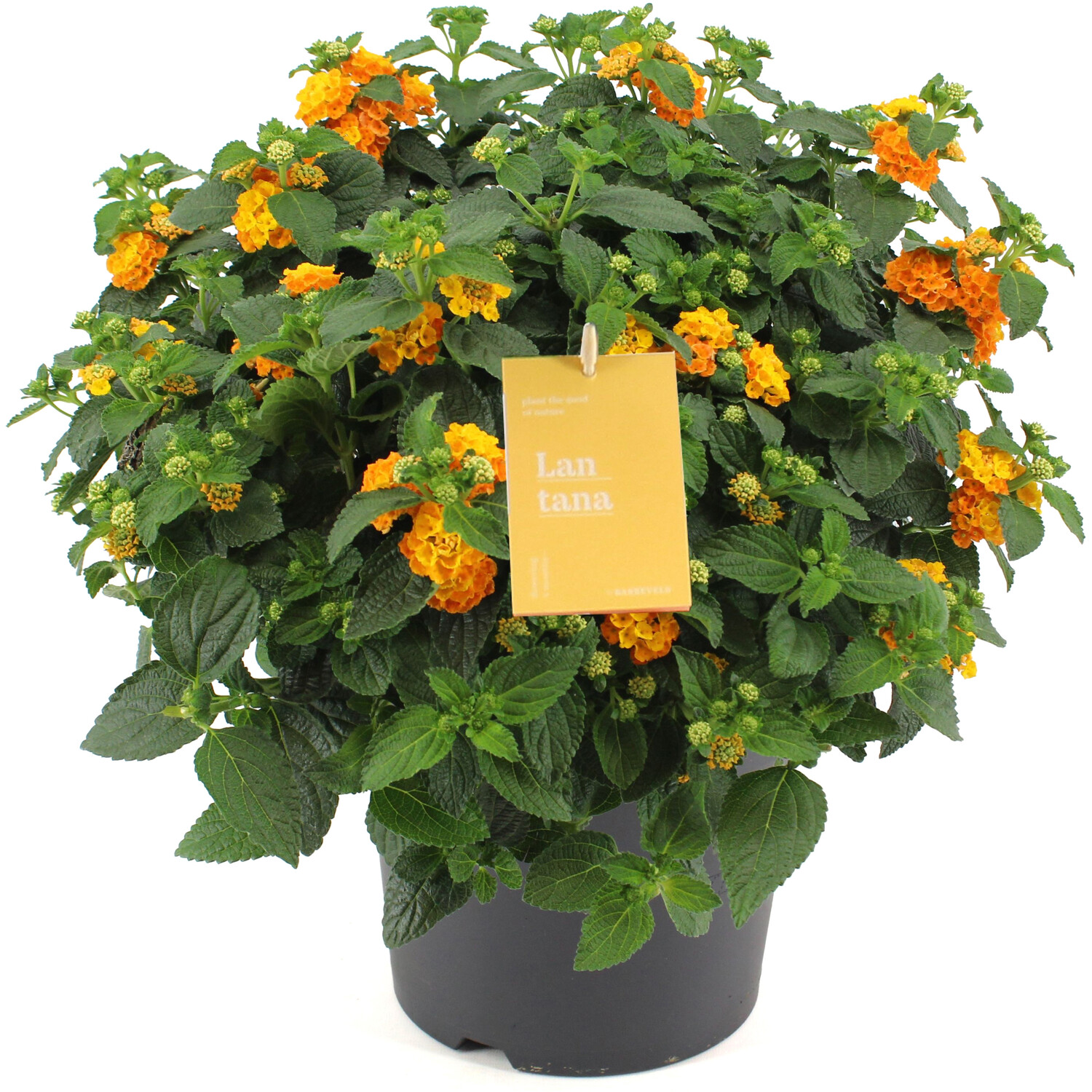 Lantana Oker Bush Orange Image