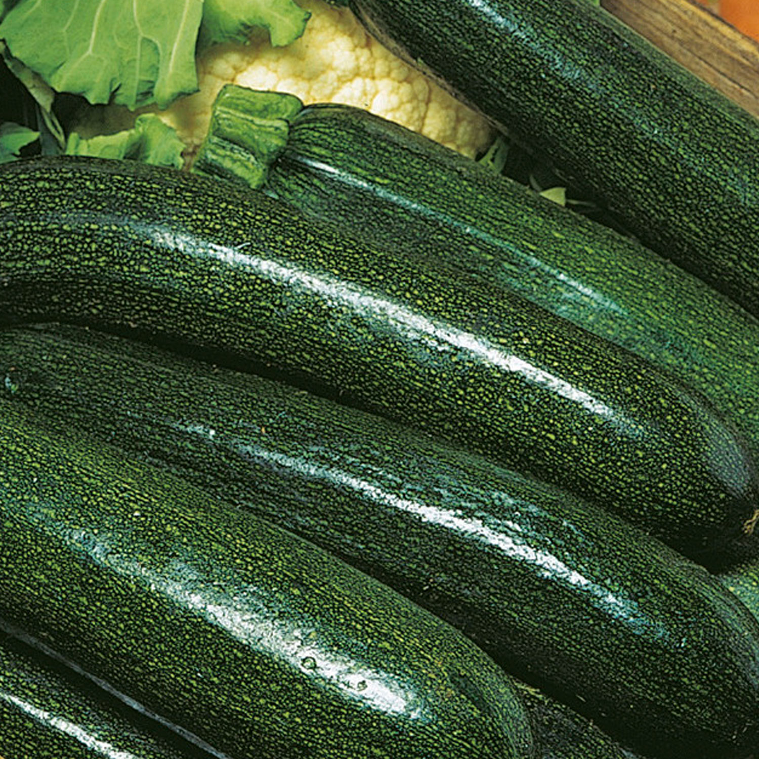Johnsons Astia F1 Courgette Seeds Image 1