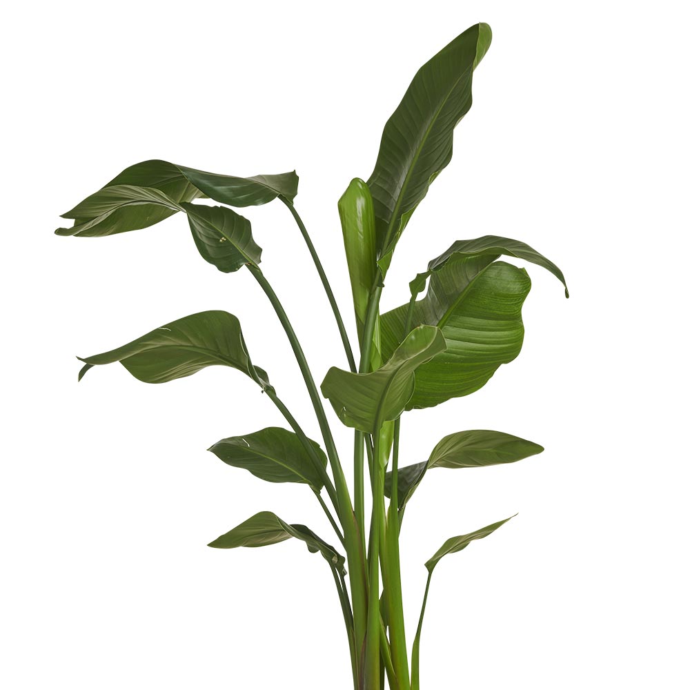 Wilko Strelitzia Nicolai Plant 105-120cm Image 4