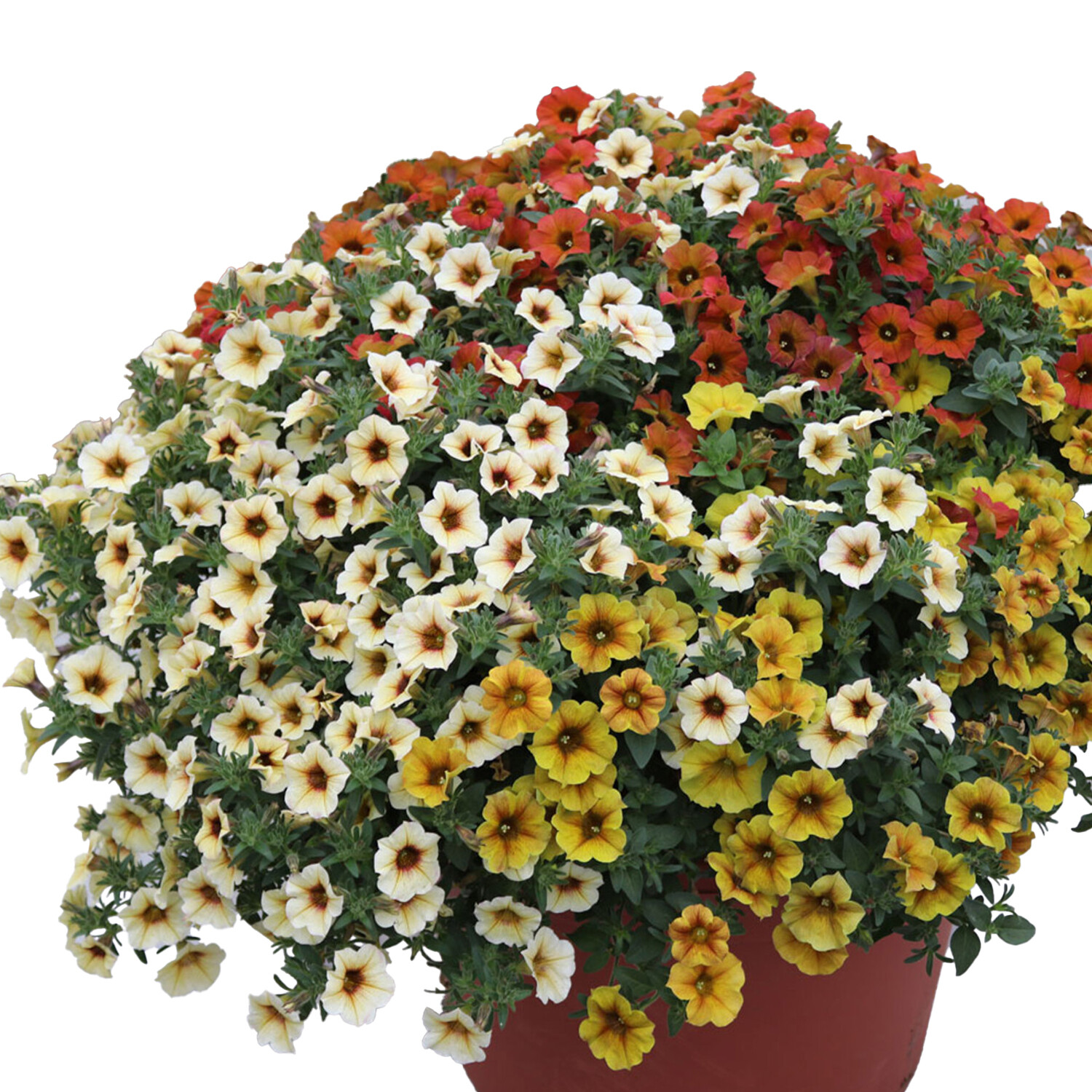 Petunia BeautiCal Mix - Multicolour Image