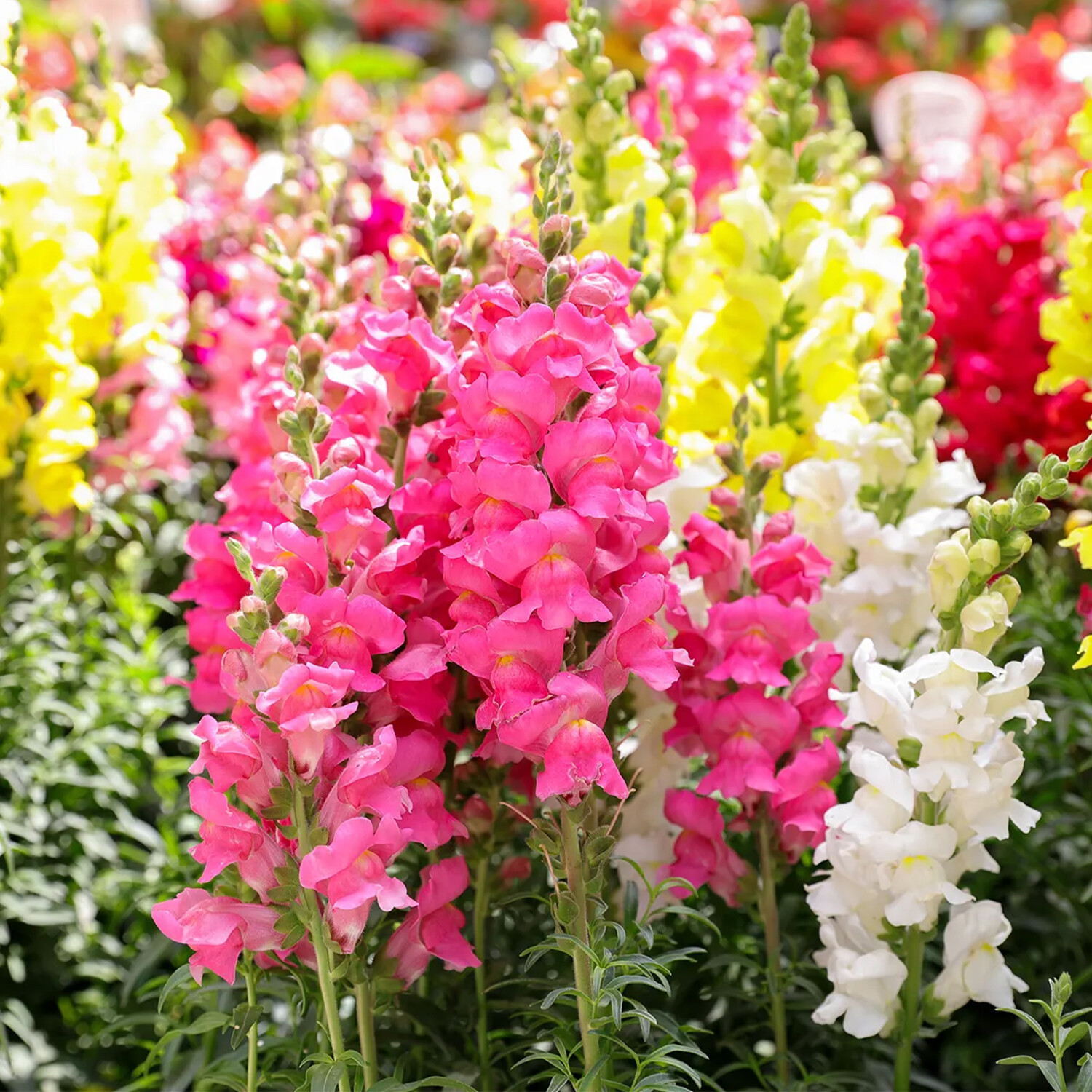 Antirrhinum Mix - Multicolour Image