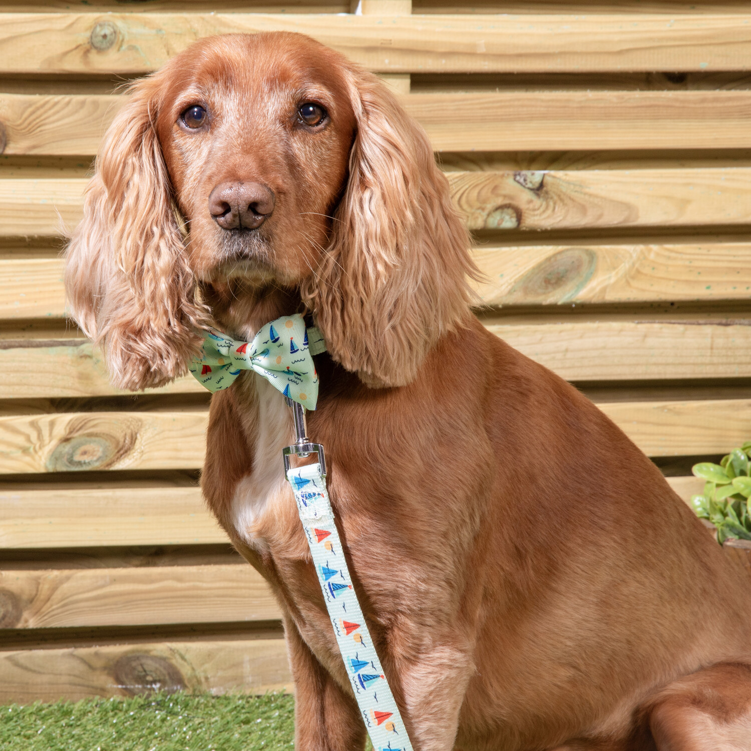 Sail Away Collar Lead and Bow Set Blue Image 4