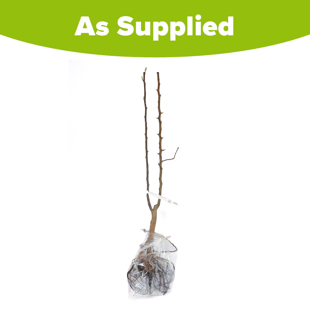 YouGarden Pear Duo Fruit Tree Bare Root Image 2
