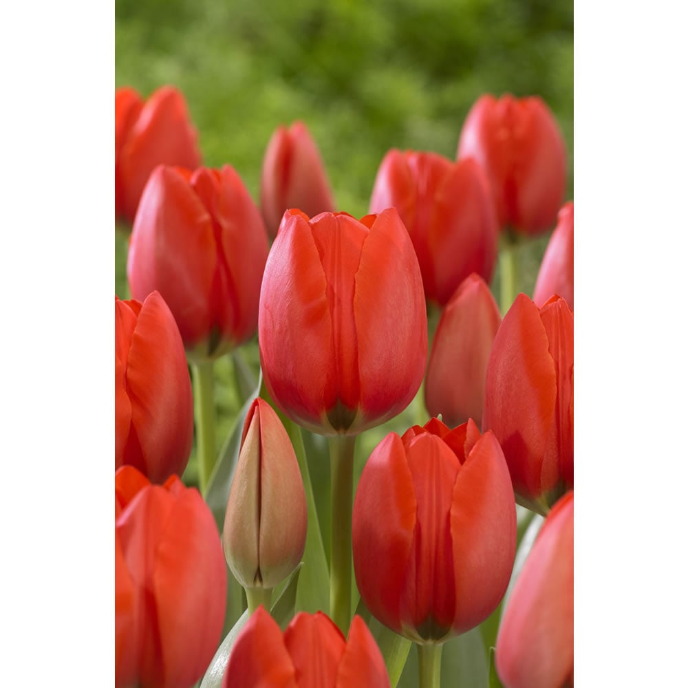 Wilko Hybrid Red Tulips 8pk 10/11 Image 2