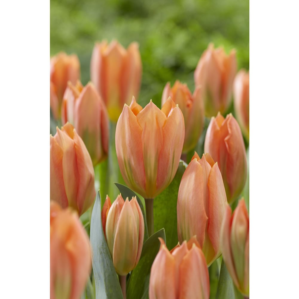 Wilko Orange Emperor Tulips 8pk 11/12 Image 2
