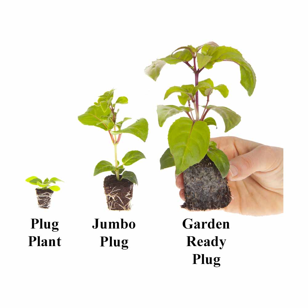 Yougarden Busy Lizzie Mix Plug Plants 40 Wilko