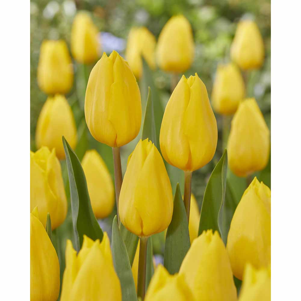 Wilko Tulip Strong Gold Autumn Planting Bulbs 10 pack Wilko