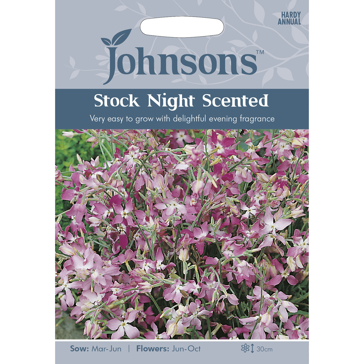 Pack of Night Scented Stock Flower Seeds Image 1