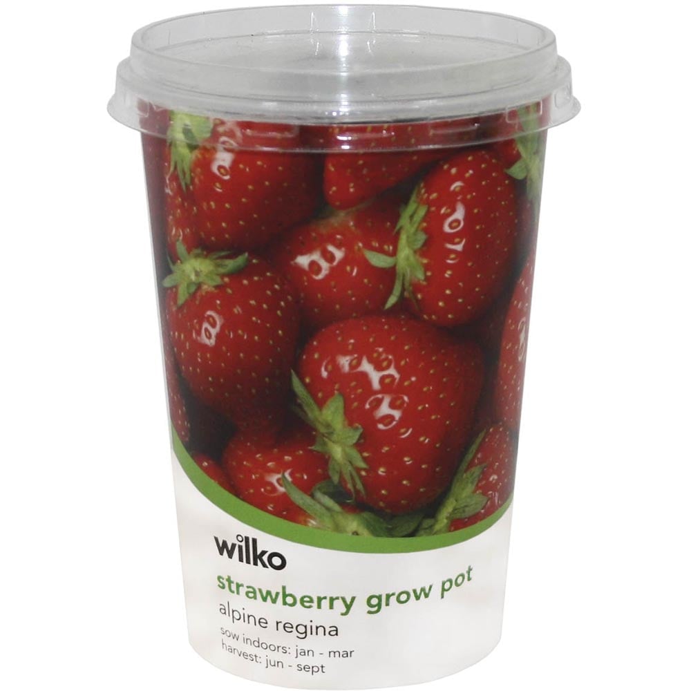 Wilko Strawberry Grow Kit Image 1