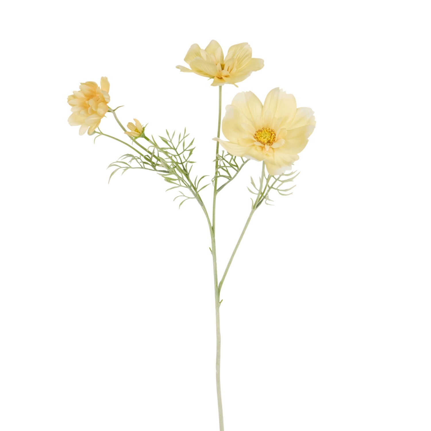 Large Cosmos Bloom Image 2