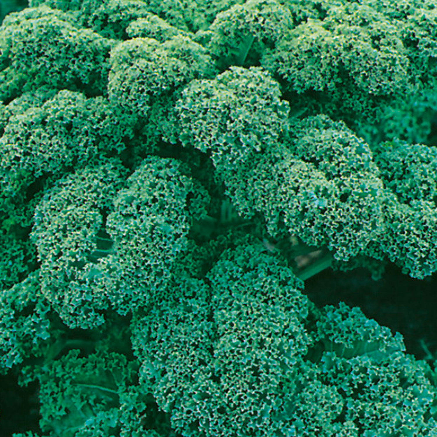 Johnsons Organic Westland Winter Kale Seeds Image 1