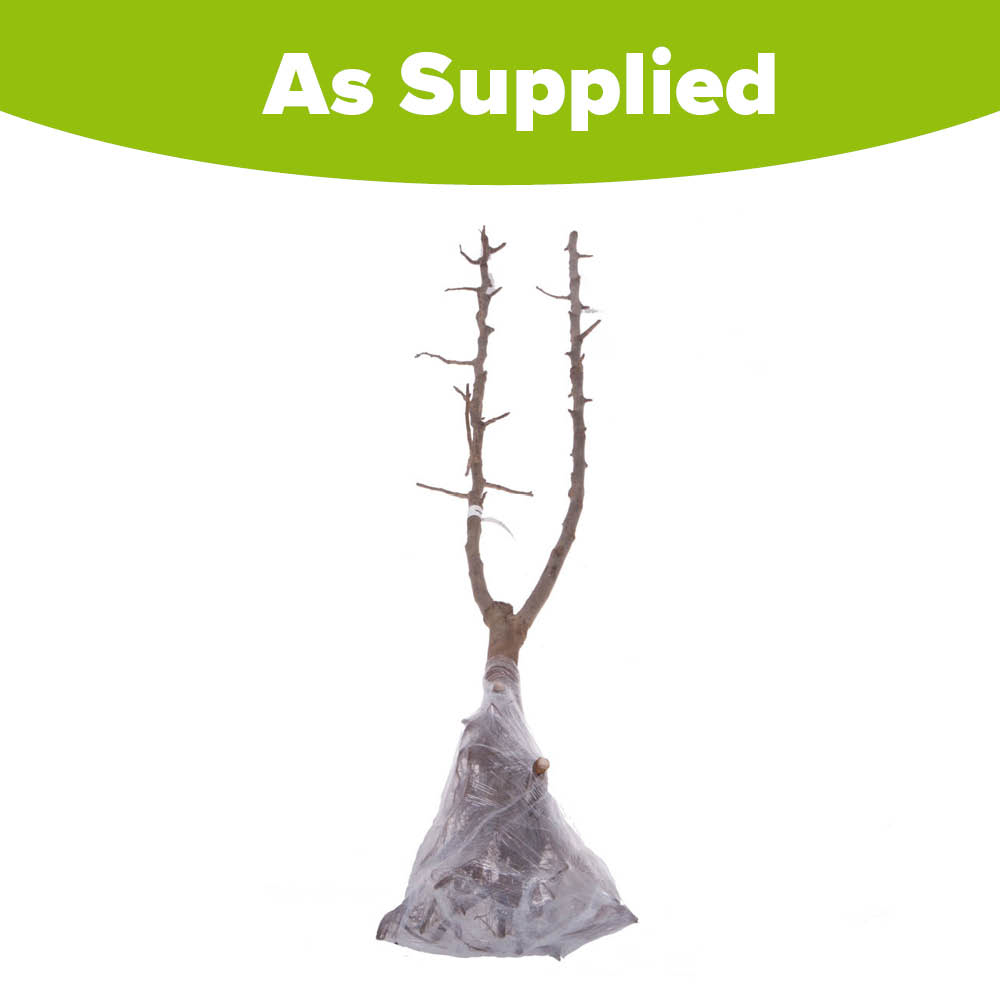 YouGarden Plum Duo Fruit Tree Bare Root Image 2