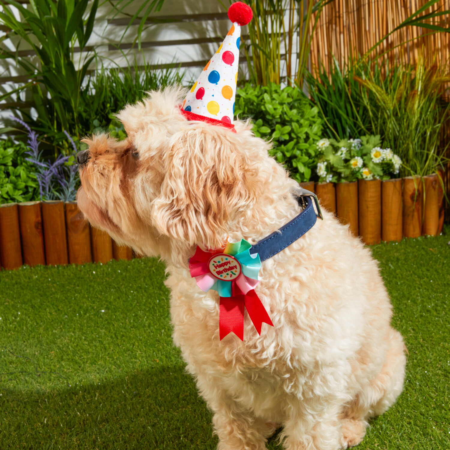 Pet Birthday Rosette Image 4