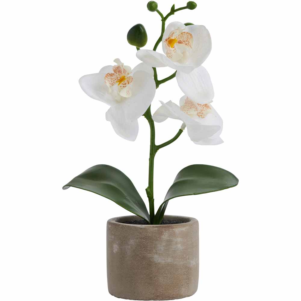 Wilko Artificial Mini Orchid in Cement Pot Image 1