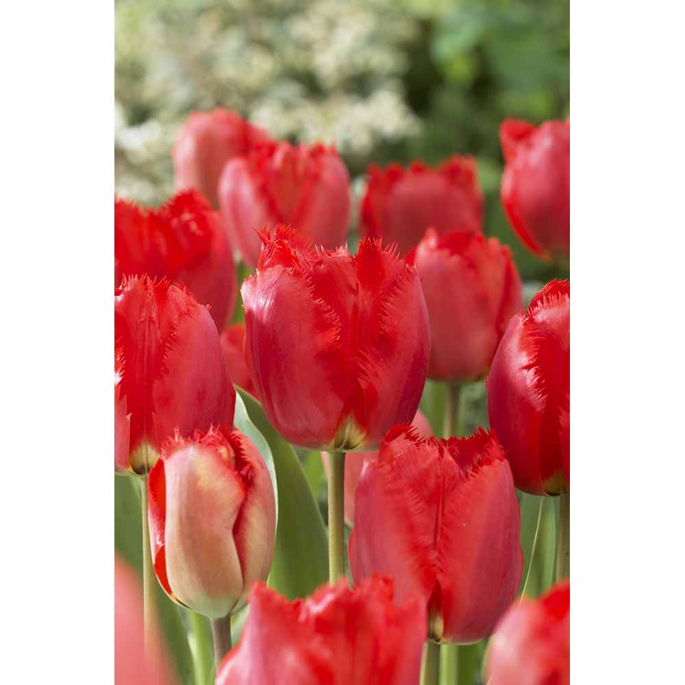 Wilko Tulip Crystal Beauty Autumn Planting Bulbs 8 pack Wilko