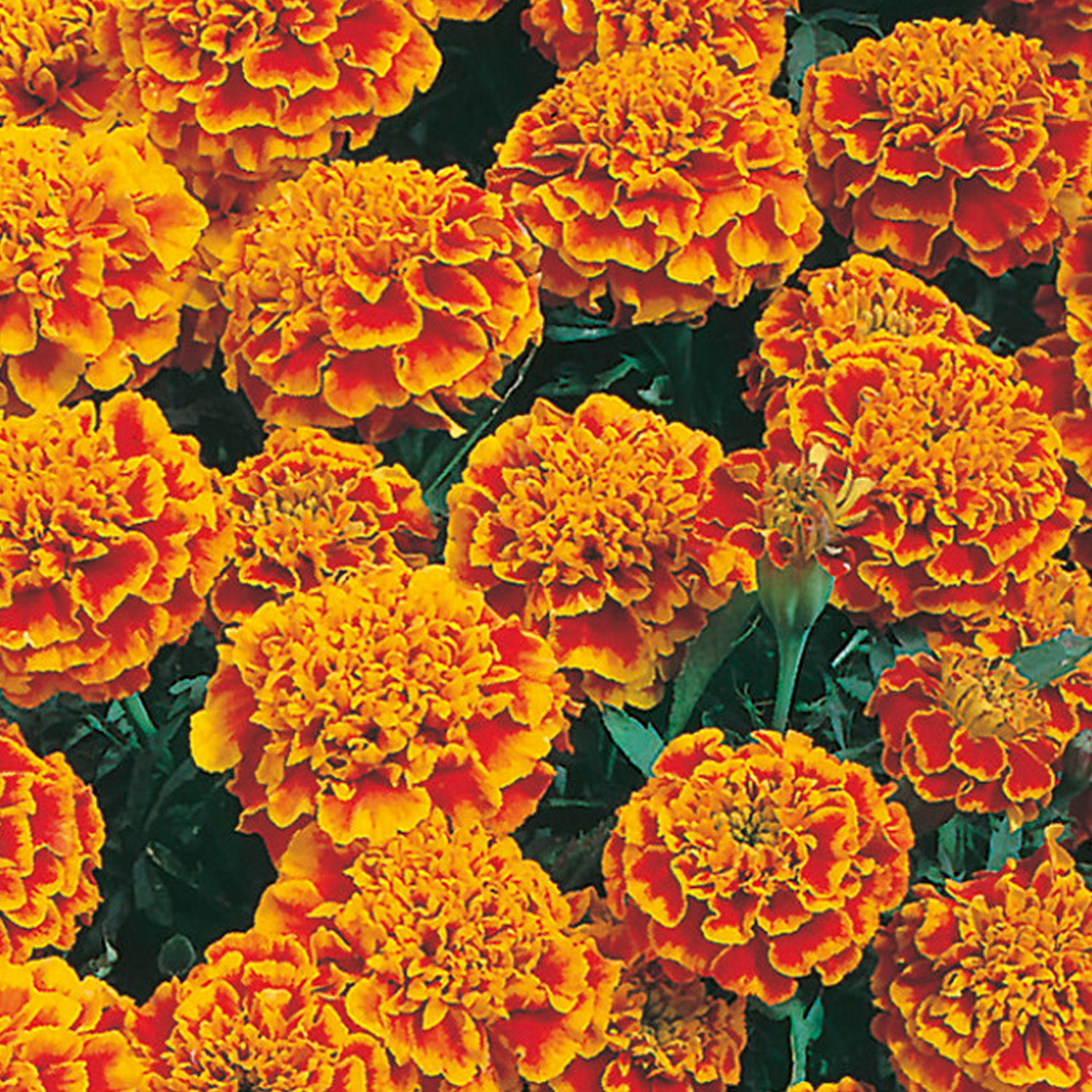 Johnsons French Marigold Honeycomb Flower Seeds Image 1