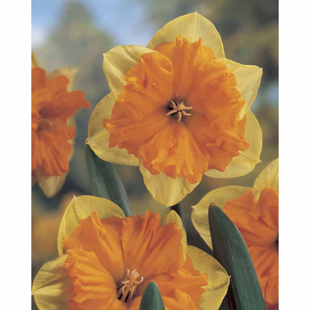 Wilko Daffodils Mondragon Autumn Planting Bulb 5 pack Image