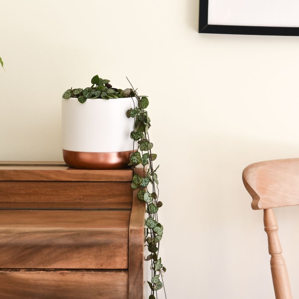 Thompson & Morgan String of Hearts Ceropegia Woodii Potted Plant 2 Pack Image 2
