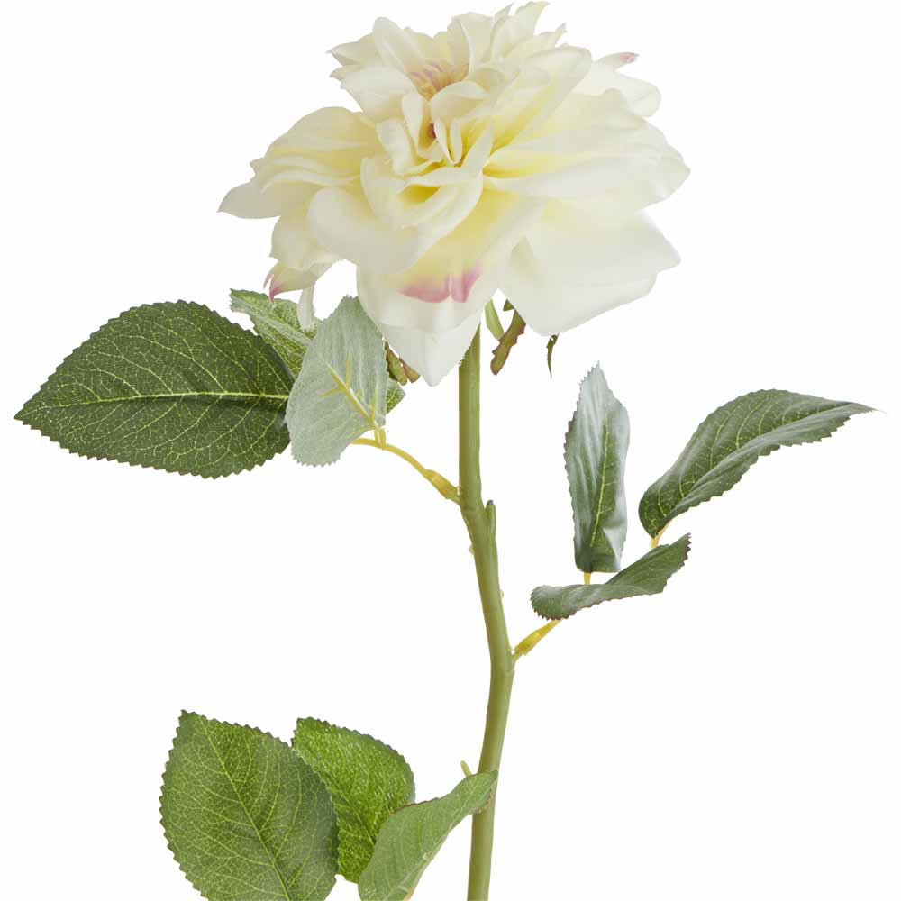 Wilko Garden Rose Cream Image 1