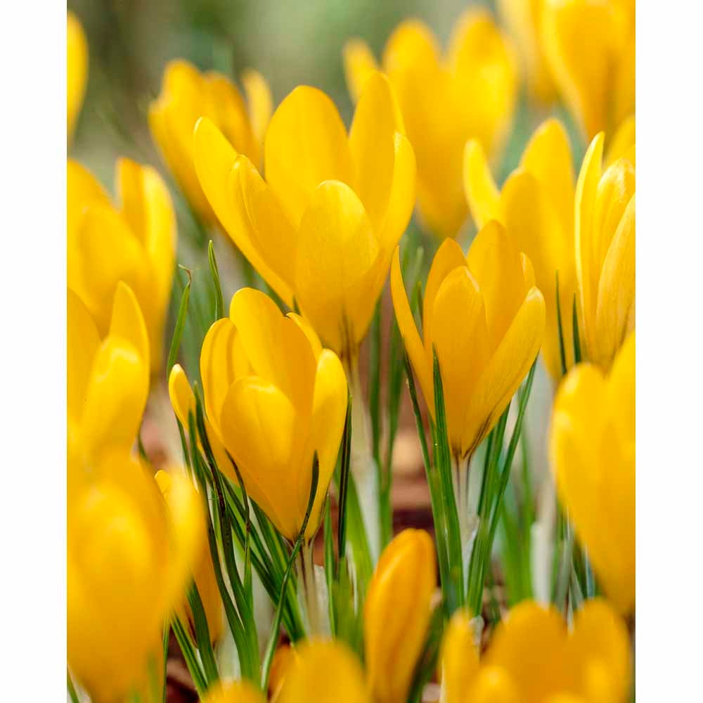 Wilko Crocus Bulbs 12 Pack Wilko