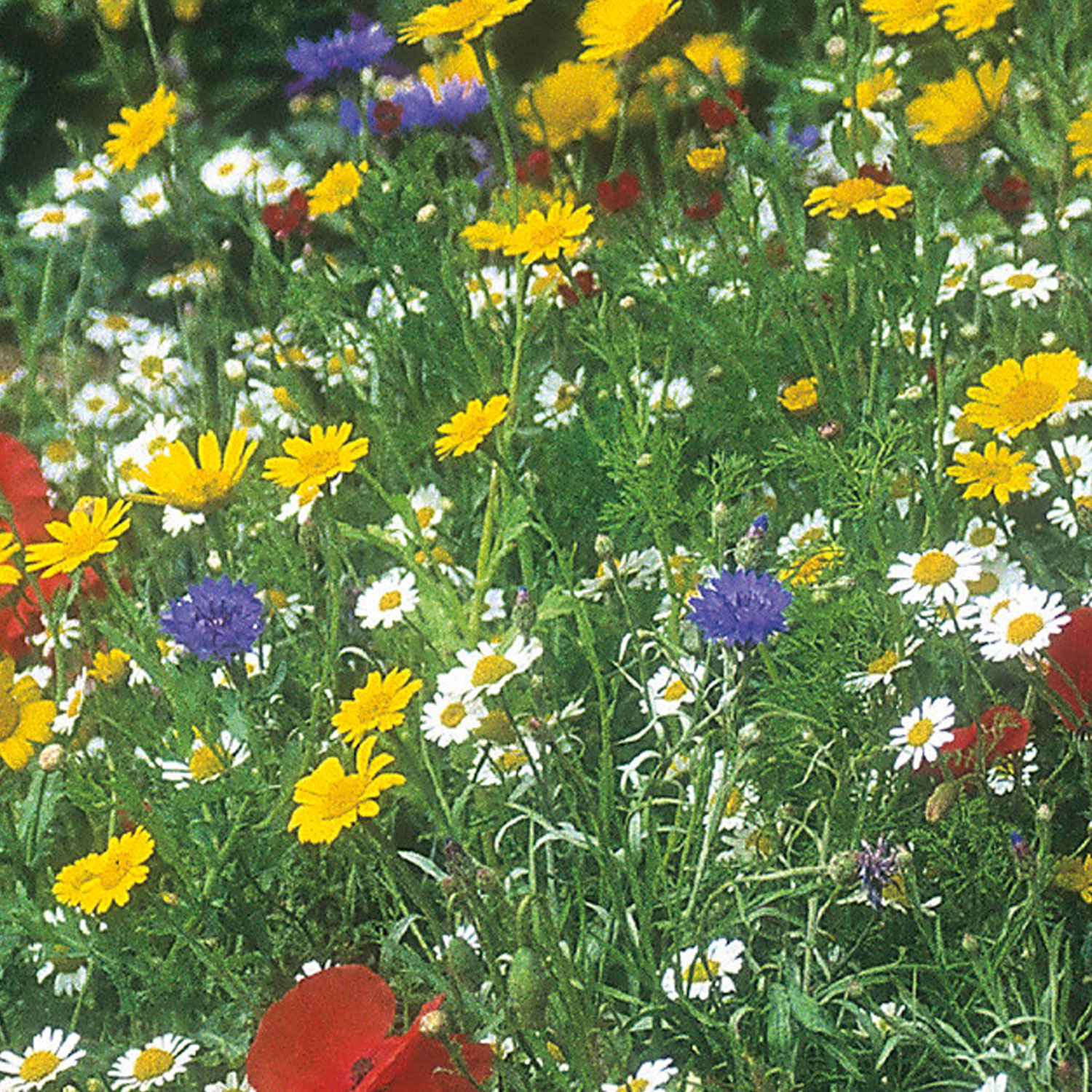 Johnsons Wildflower Cornfield Mixed Flower Seeds Image 1
