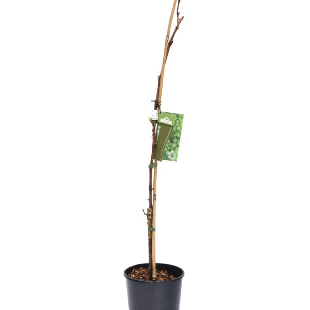 Thompson and Morgan Vine Vitis Autumn Royal Plant in Pot 3L 2 Pack Image 2